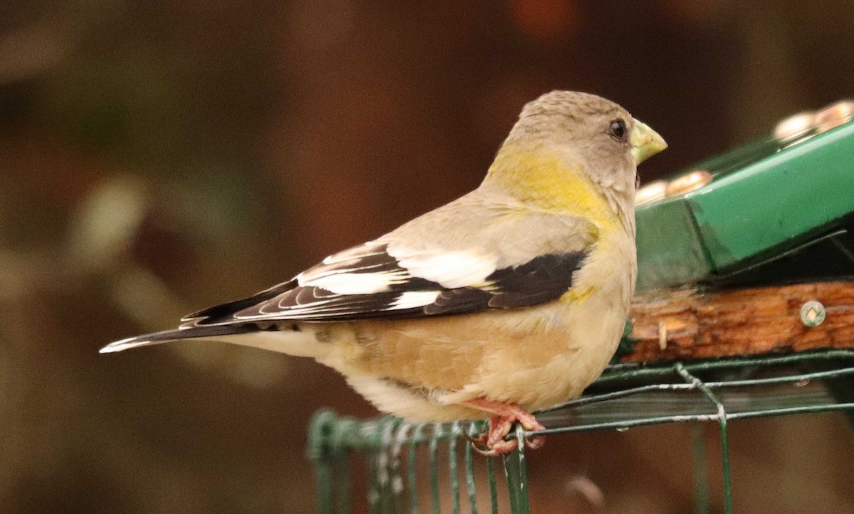 Evening Grosbeak - ML655032337