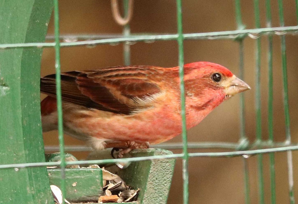 Purple Finch - ML655032400