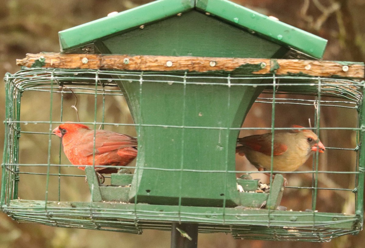 Northern Cardinal - ML655032493