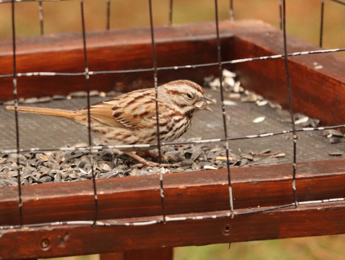 Song Sparrow - ML655032562