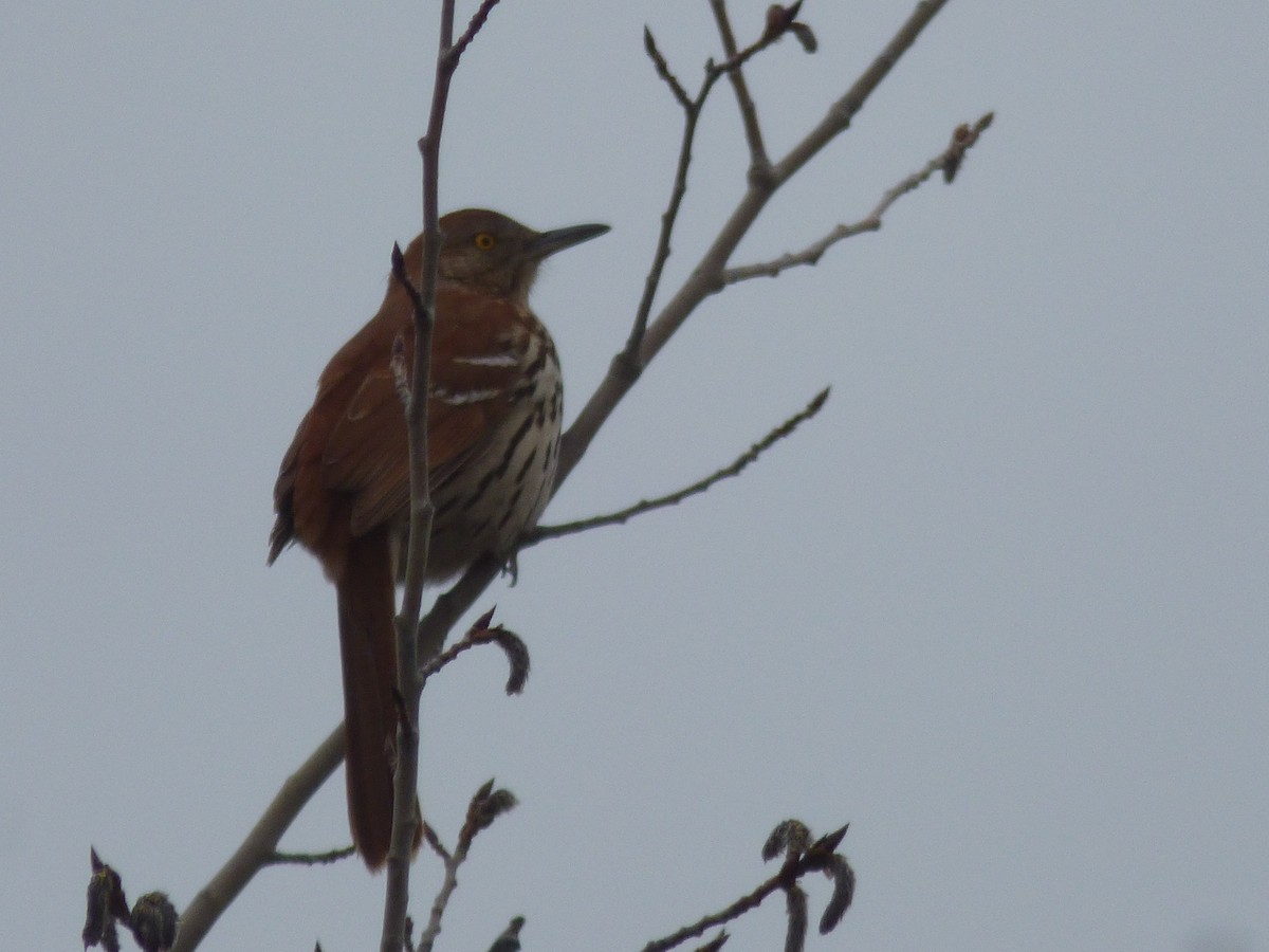 Kahverengi Çöpçü - ML655032652