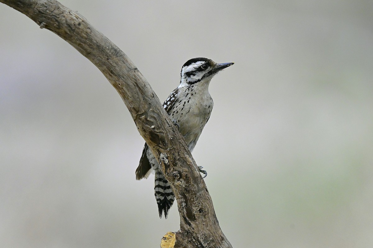 Ladder-backed Woodpecker - ML655032684