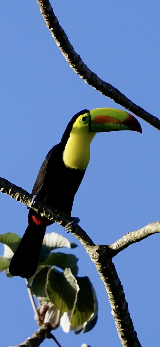 Keel-billed Toucan - ML655033043