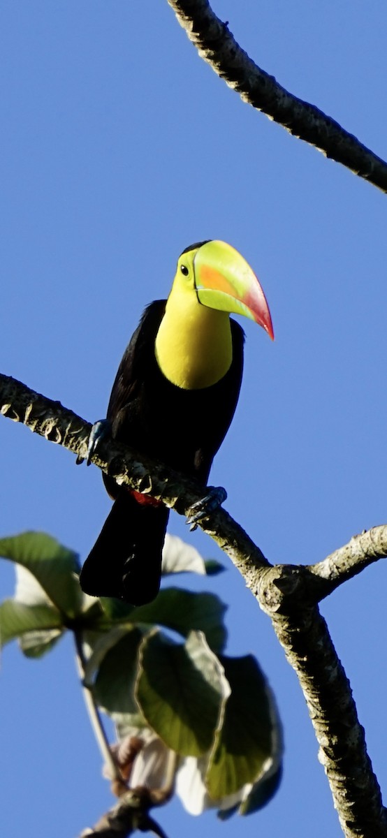Keel-billed Toucan - ML655033046