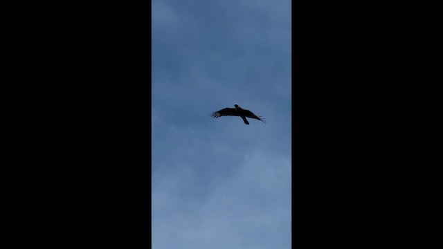 Crested Caracara (Northern) - ML655033060