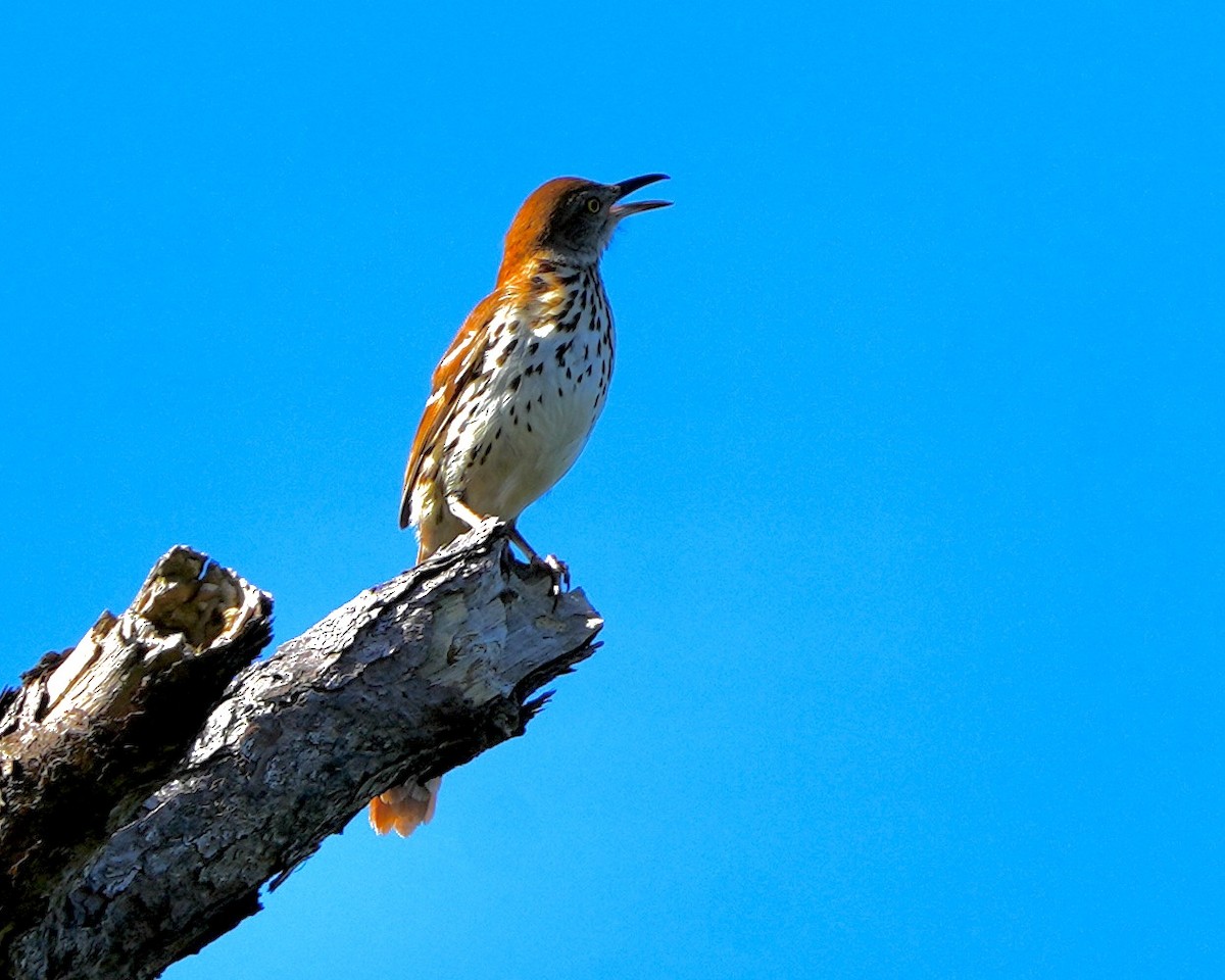 Kahverengi Çöpçü - ML655033296