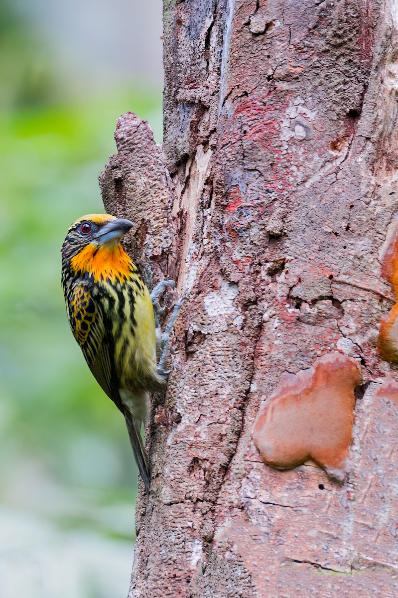 Gilded Barbet - ML655033776