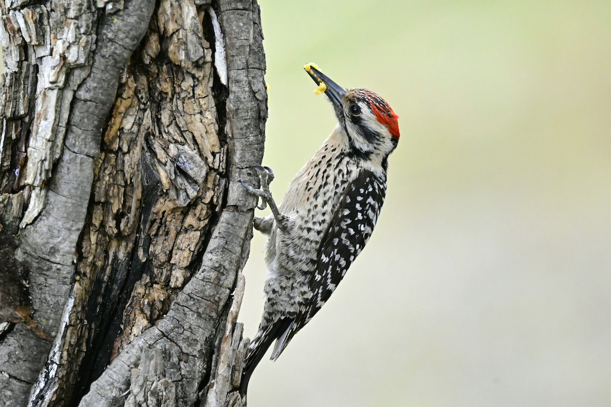 Ladder-backed Woodpecker - ML655034257