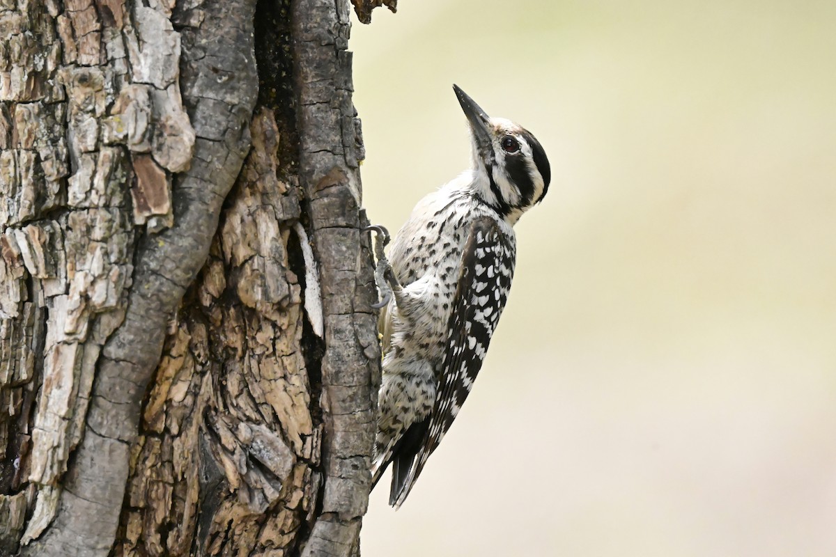 Ladder-backed Woodpecker - ML655034258