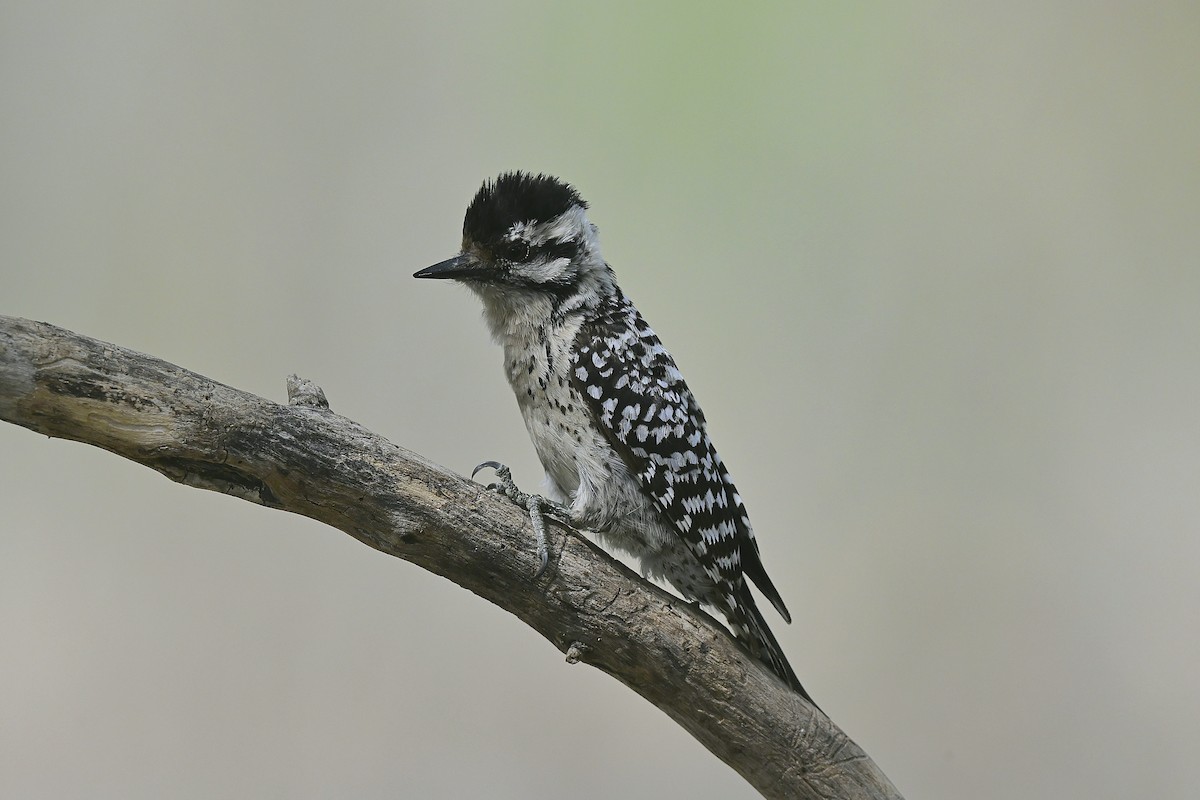 Ladder-backed Woodpecker - ML655034518