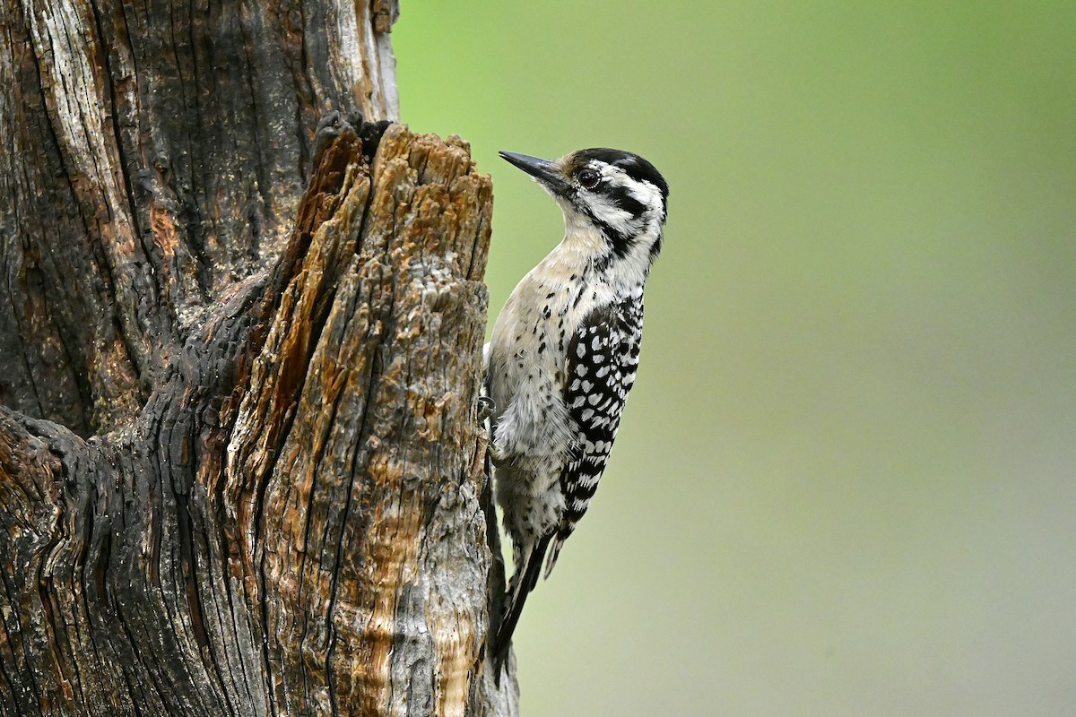 Ladder-backed Woodpecker - ML655034677