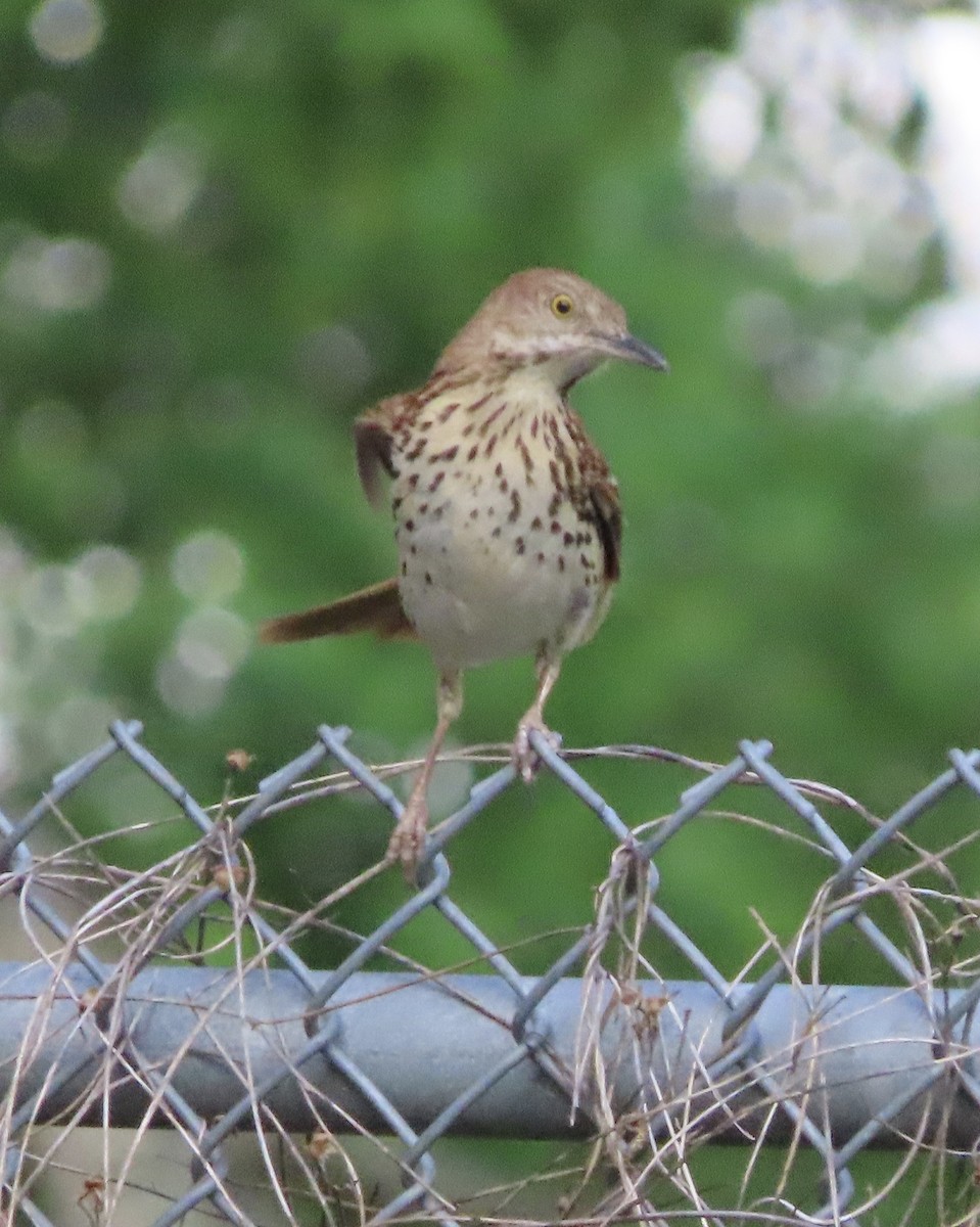 Kahverengi Çöpçü - ML655035375