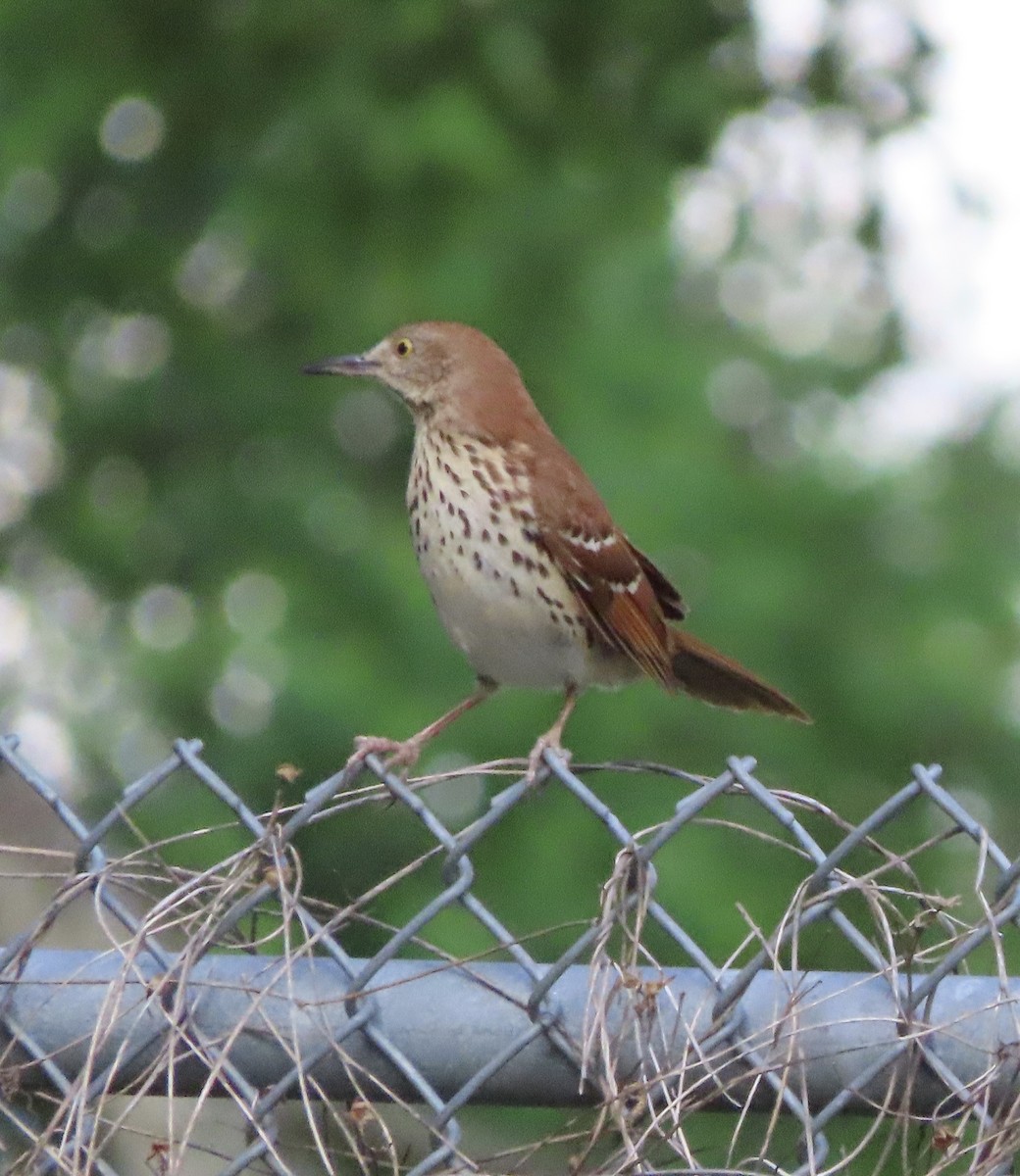 Kahverengi Çöpçü - ML655035376