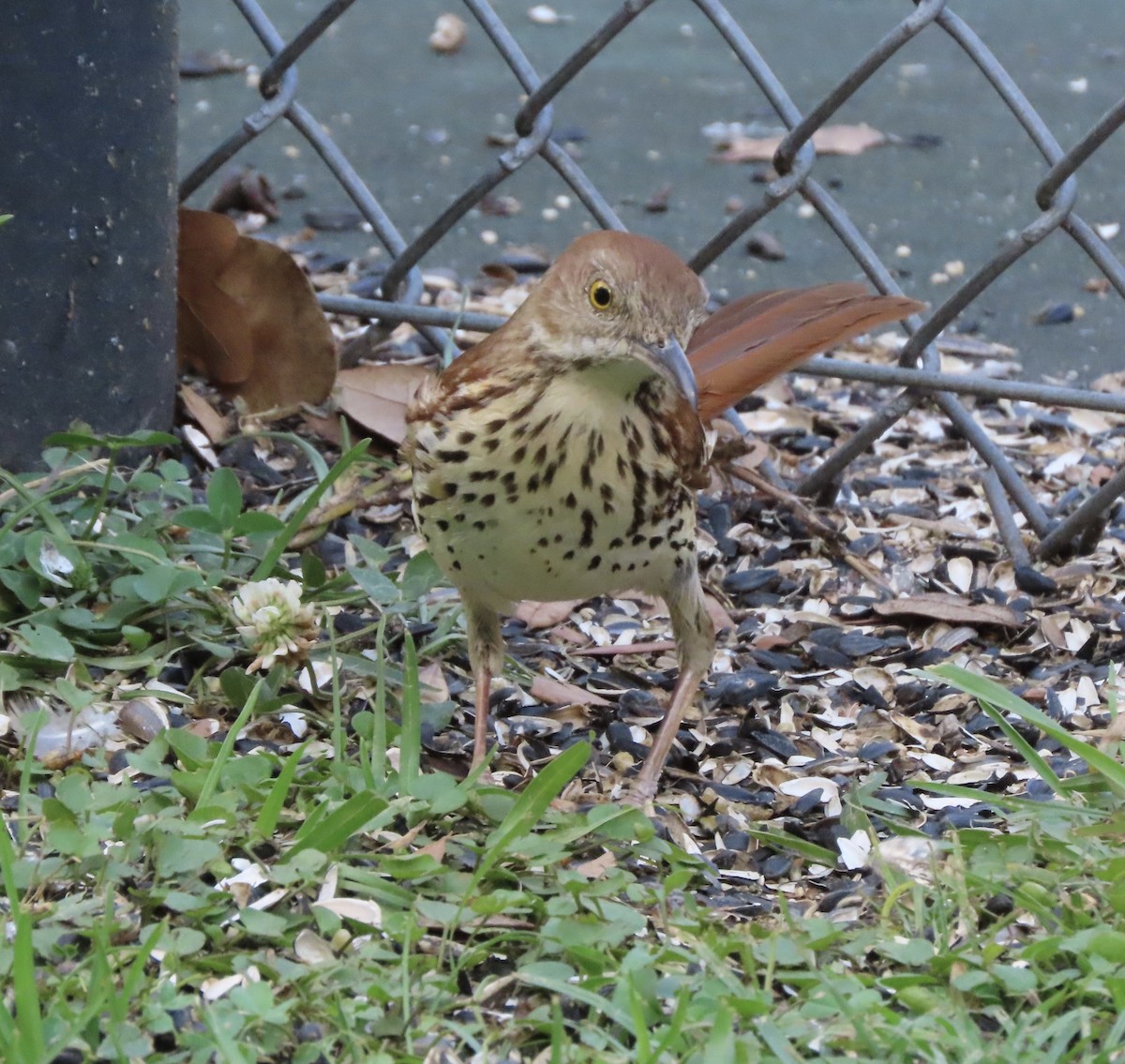 Kahverengi Çöpçü - ML655035377