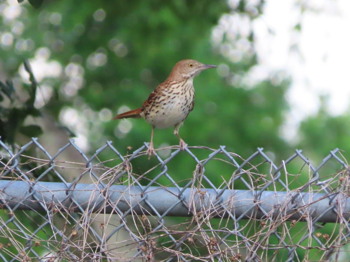 Kahverengi Çöpçü - ML655035380