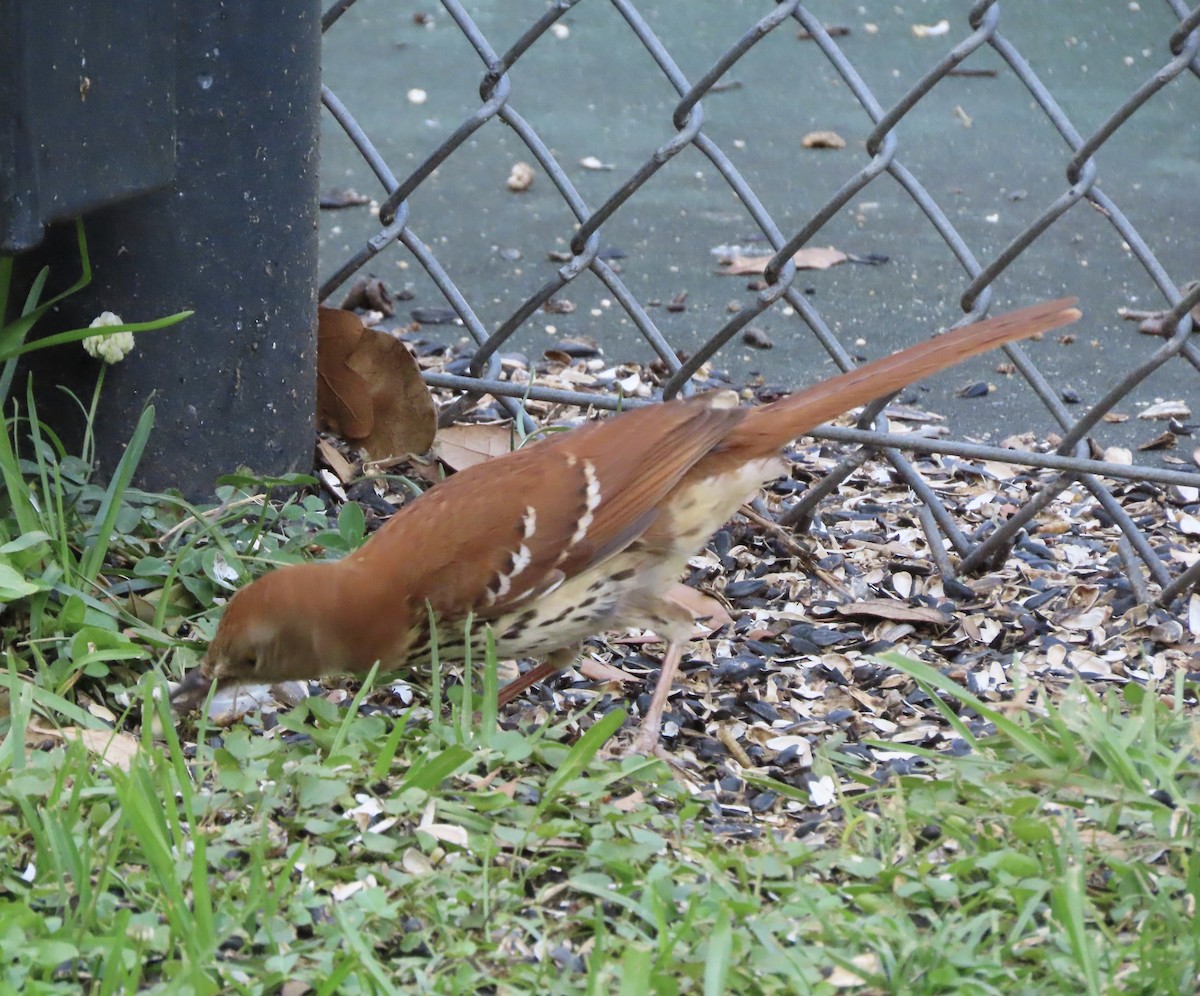 Kahverengi Çöpçü - ML655035381