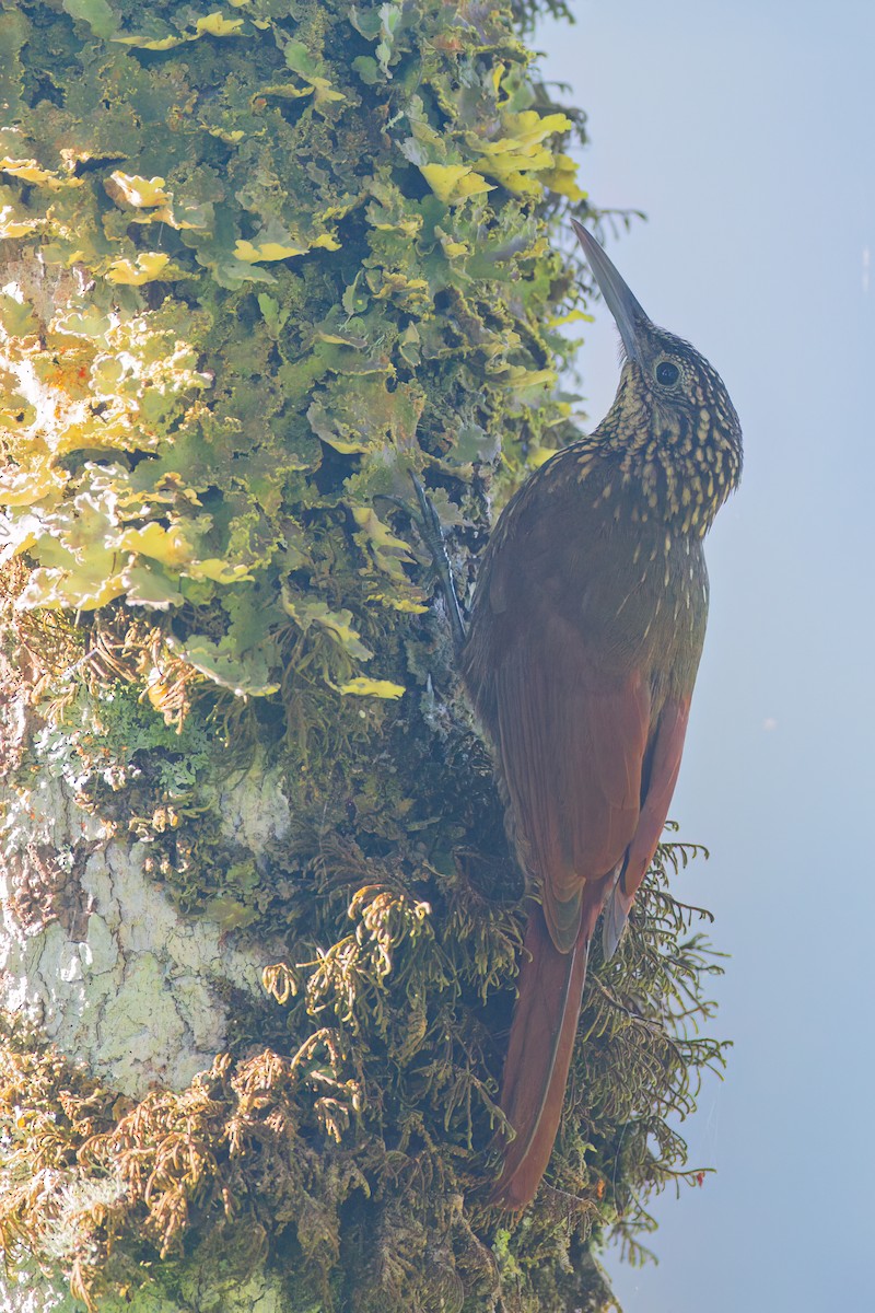 Ocellated Woodcreeper - ML655035554