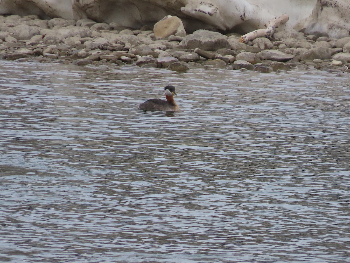 Пірникоза сірощока - ML655035712