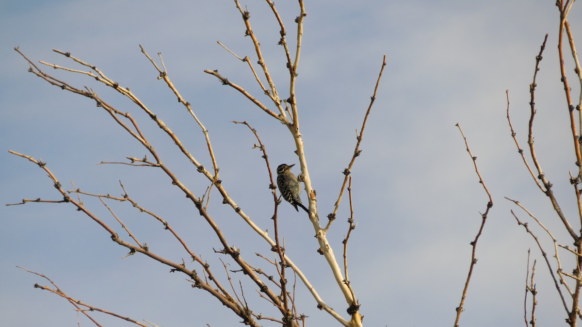 Ladder-backed Woodpecker - ML655035917