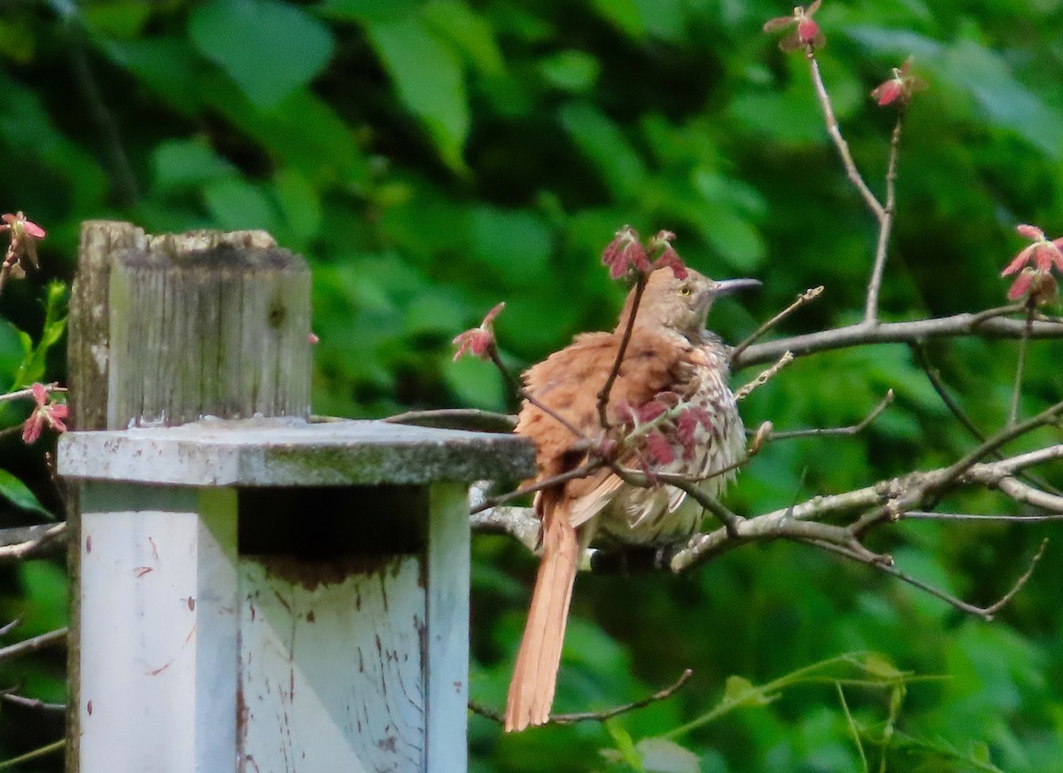 Kahverengi Çöpçü - ML655036094