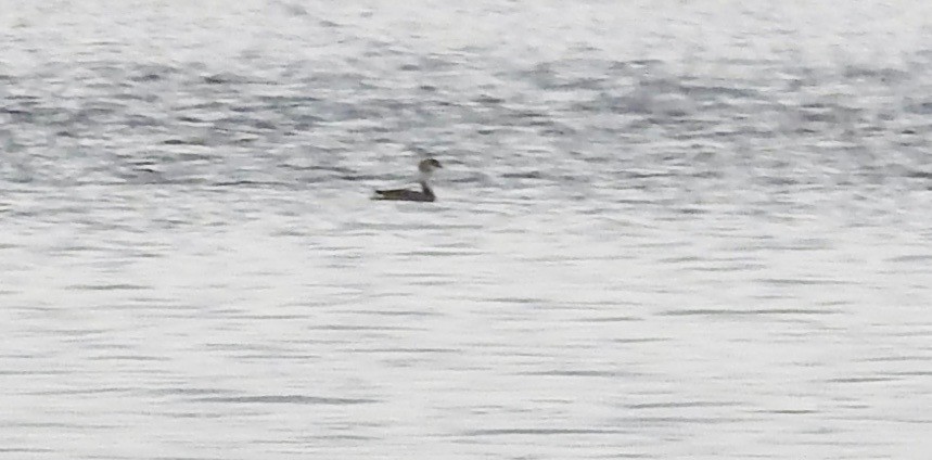 Пірникоза сірощока - ML655036132