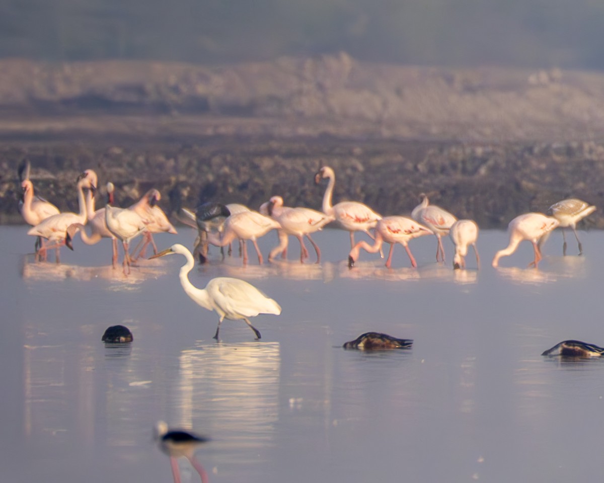 Lesser Flamingo - ML655036655