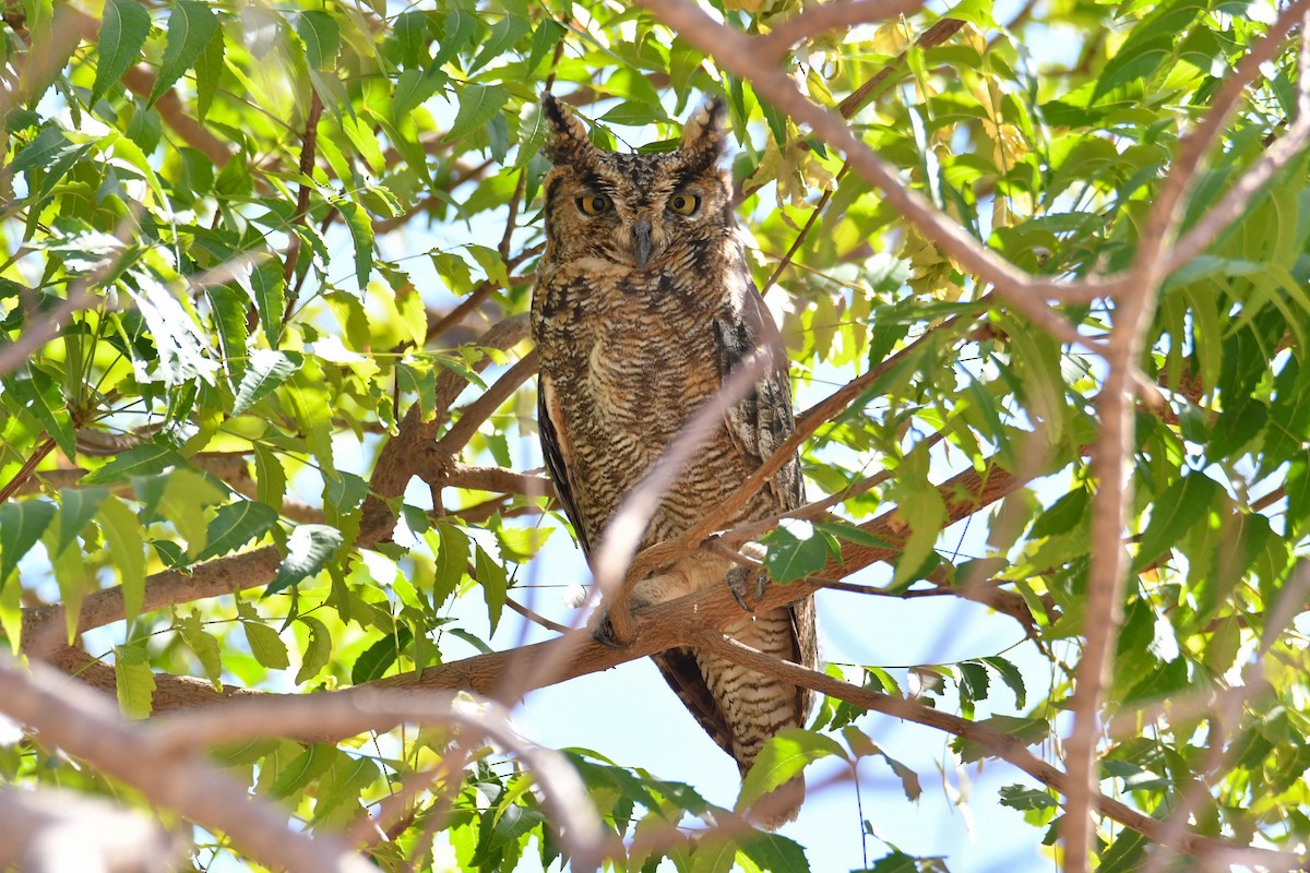 Arabian Eagle-Owl - ML655036837