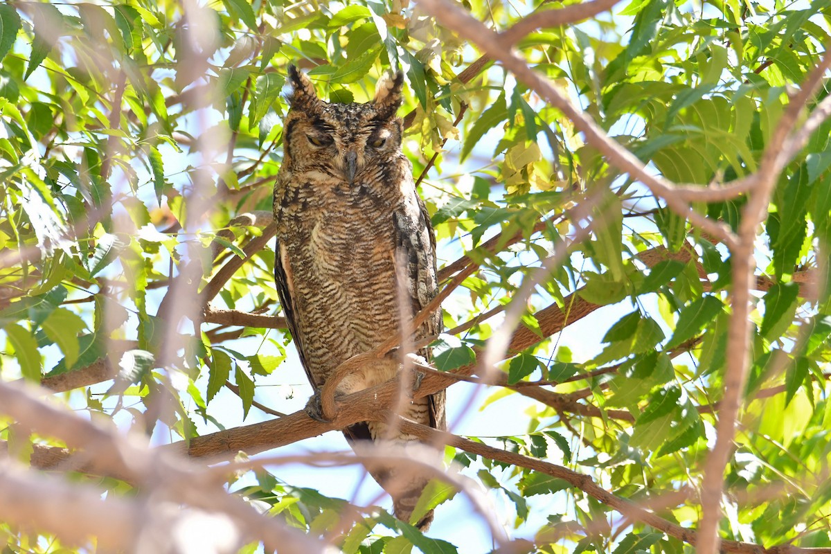 Arabian Eagle-Owl - ML655036838