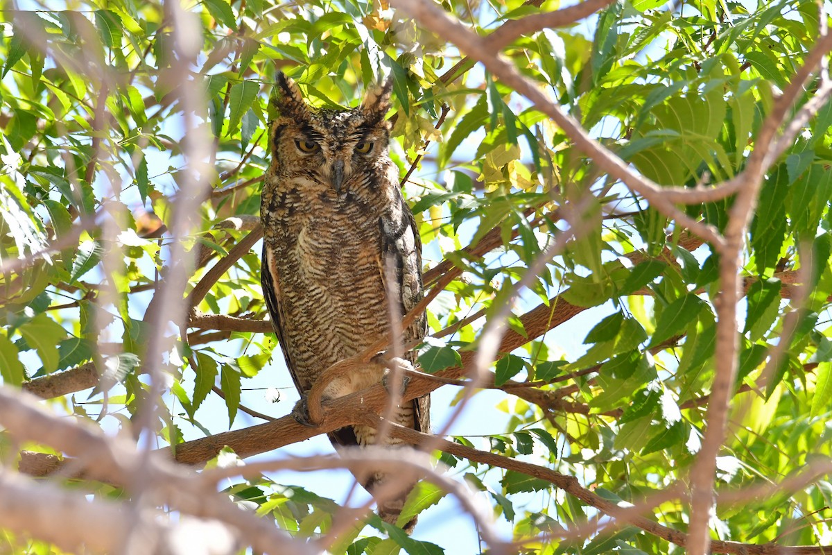 Arabian Eagle-Owl - ML655036839
