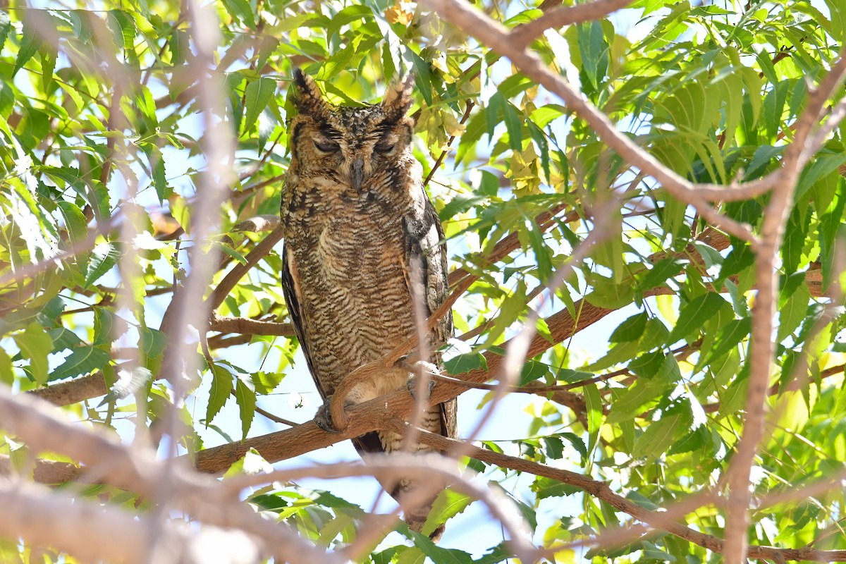 Arabian Eagle-Owl - ML655036840