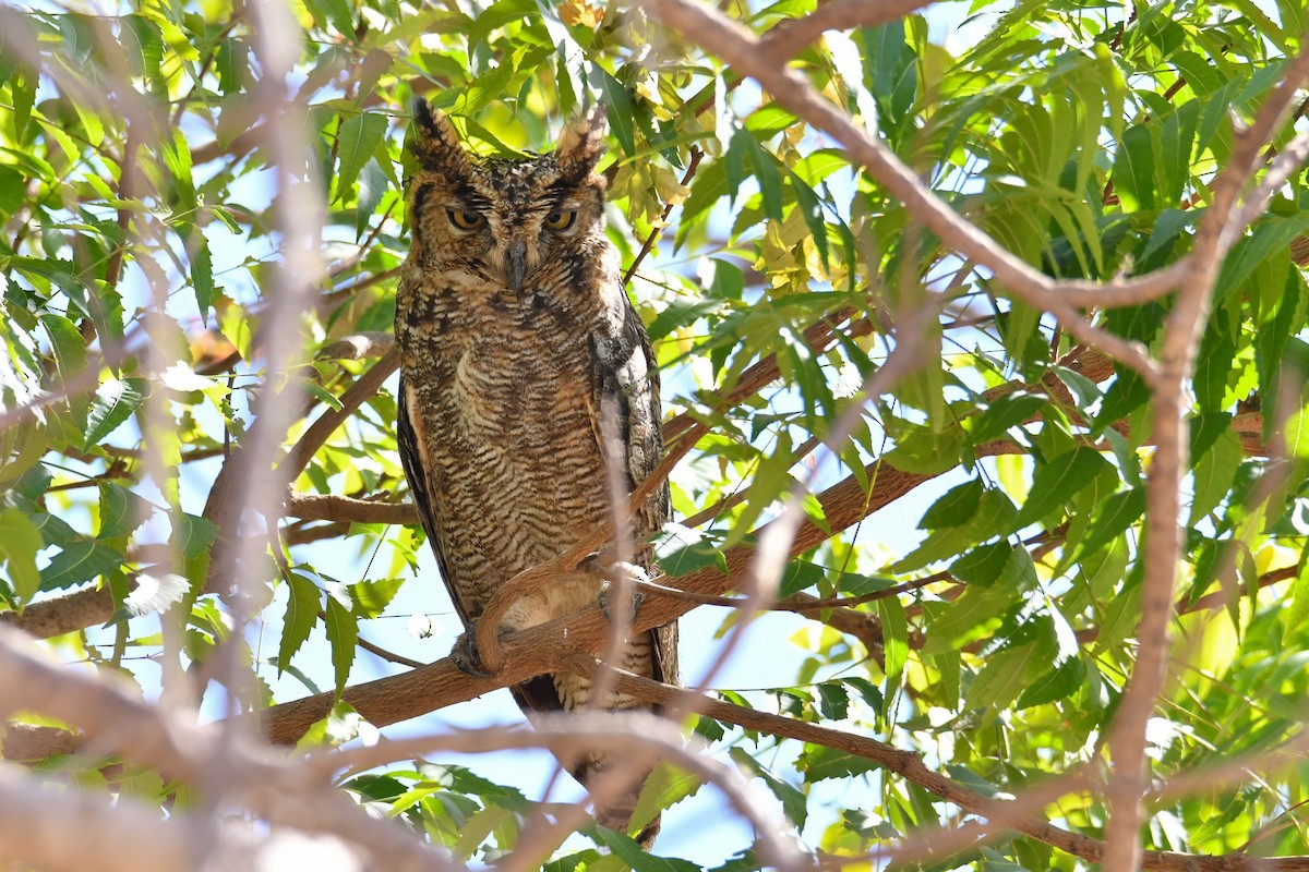 Arabian Eagle-Owl - ML655036841