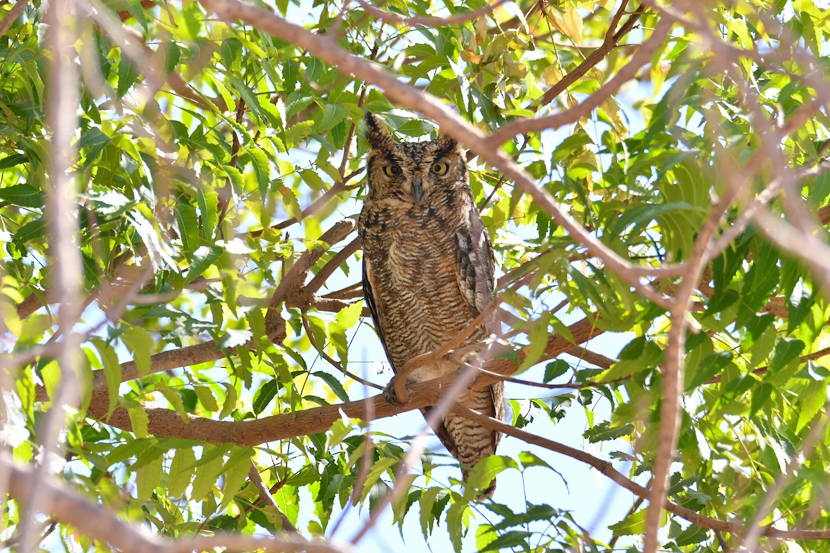 Arabian Eagle-Owl - ML655036842