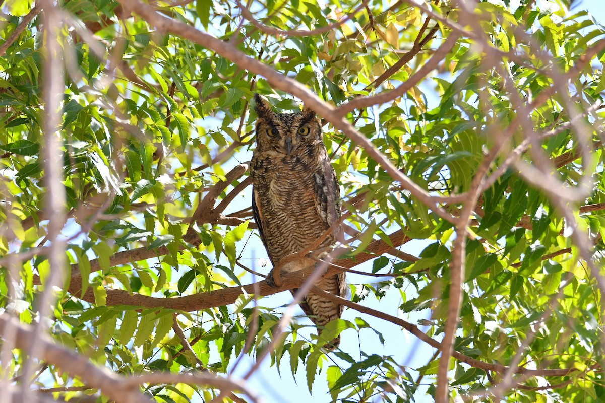 Arabian Eagle-Owl - ML655036843