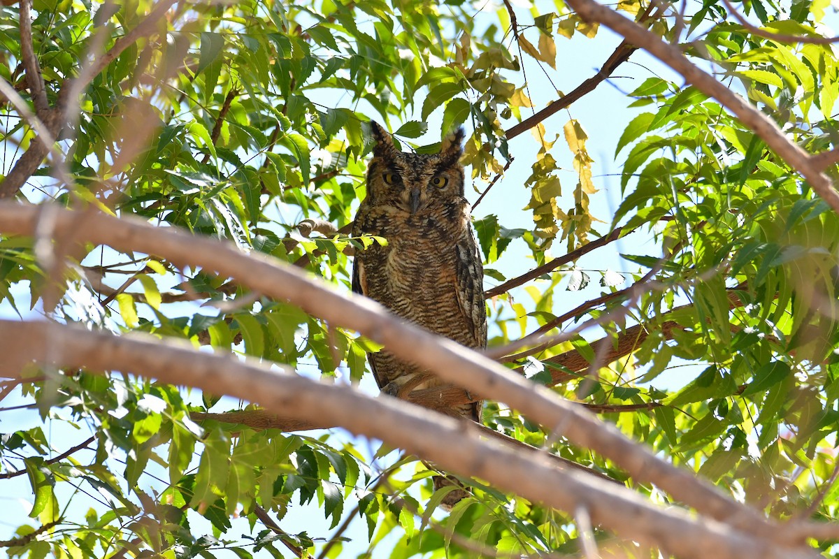 Arabian Eagle-Owl - ML655036844