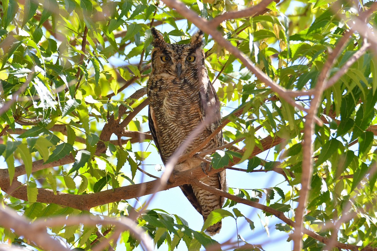 Arabian Eagle-Owl - ML655036845