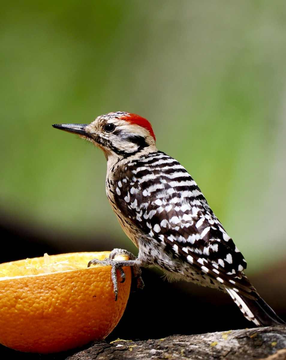 Ladder-backed Woodpecker - ML655037324