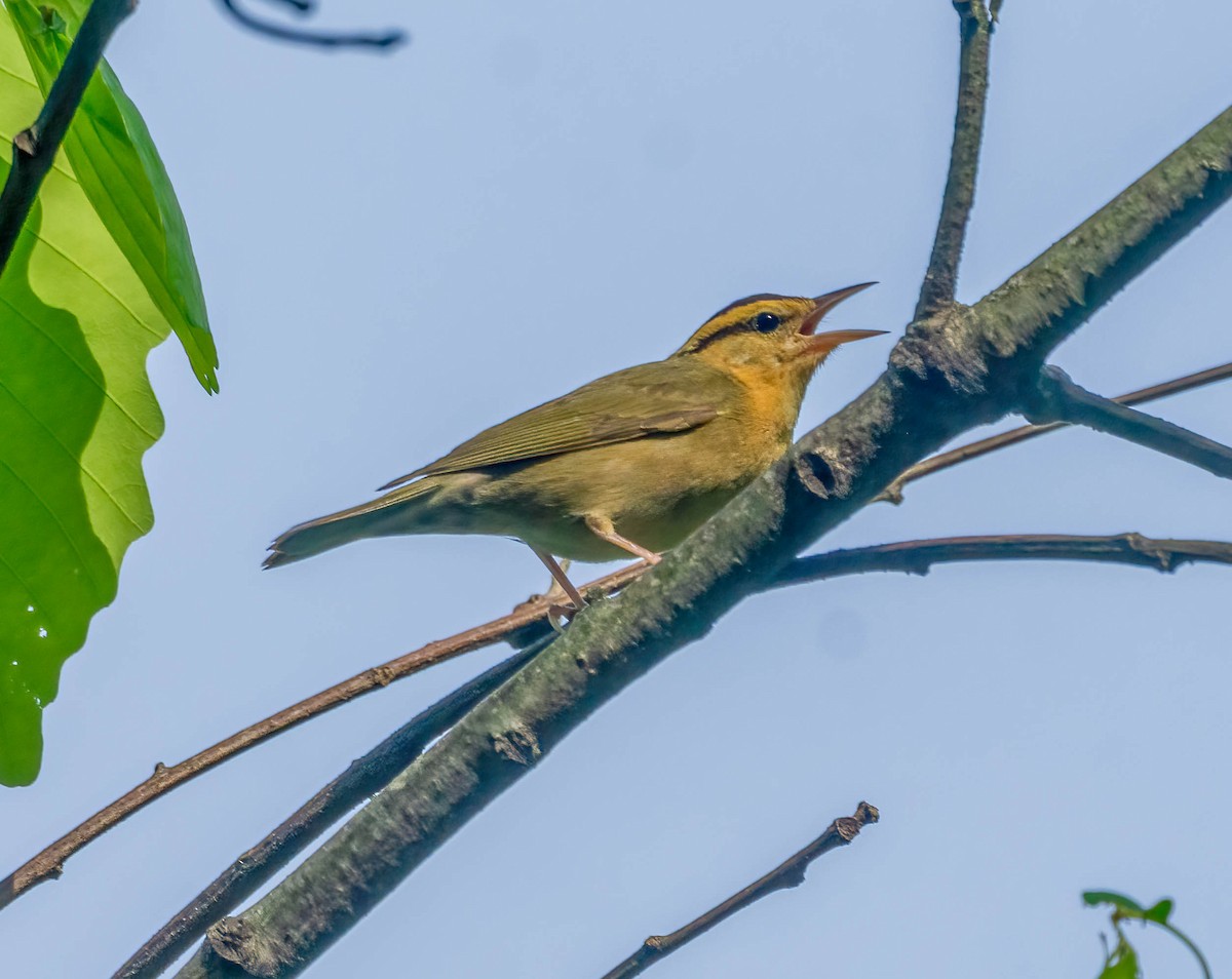 eBird Checklist - 15 Apr 2026 - Sharp's Ridge - 28 species