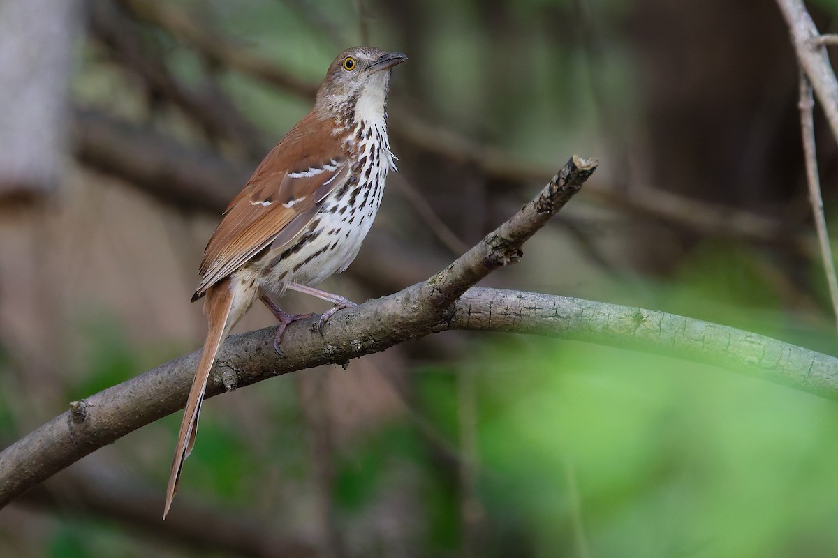 Kahverengi Çöpçü - ML655038705