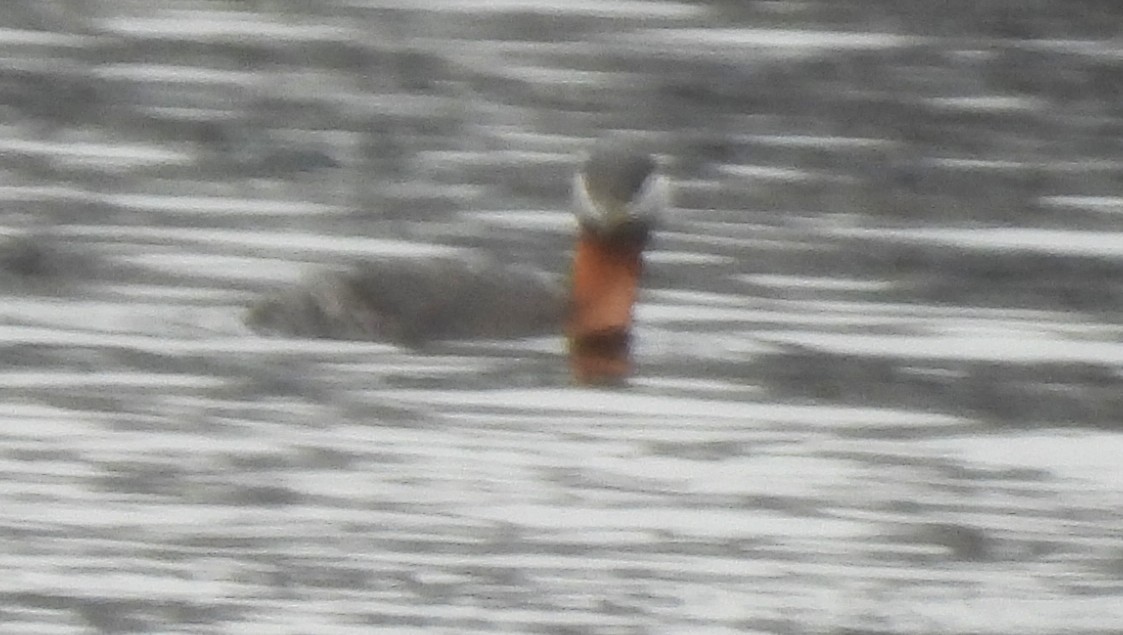 Пірникоза сірощока - ML655038735