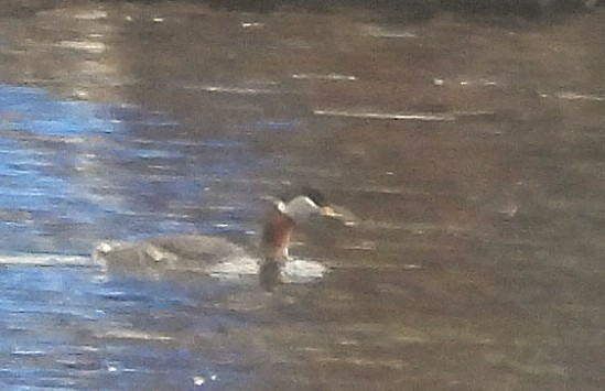 Пірникоза сірощока - ML655038760