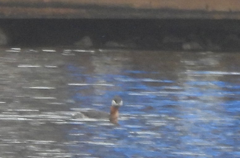 Пірникоза сірощока - ML655038826