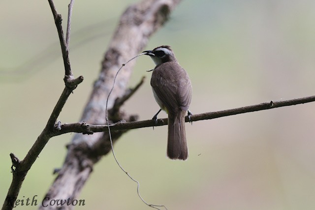 Bulbul goiavier (groupe goiavier) - ML655038966