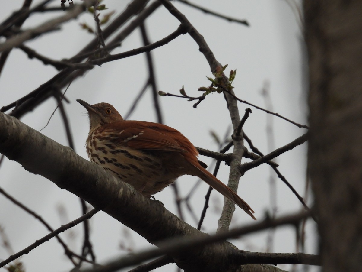 Kahverengi Çöpçü - ML655039153