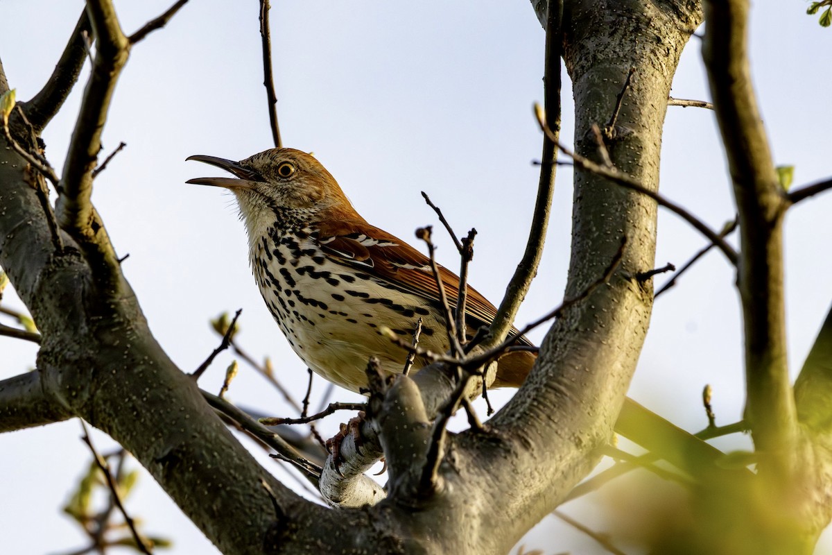 Kahverengi Çöpçü - ML655039248