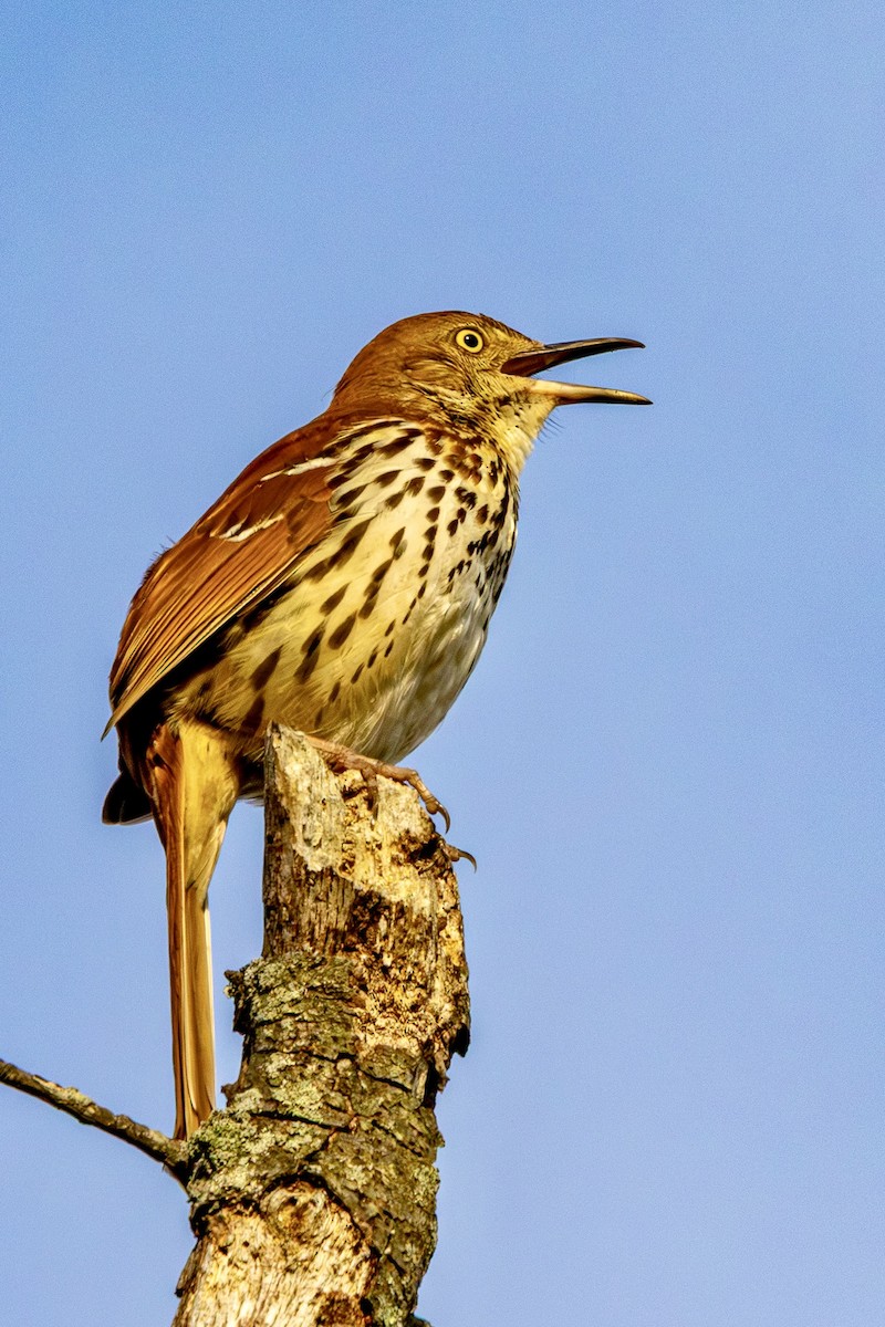 Kahverengi Çöpçü - ML655039249