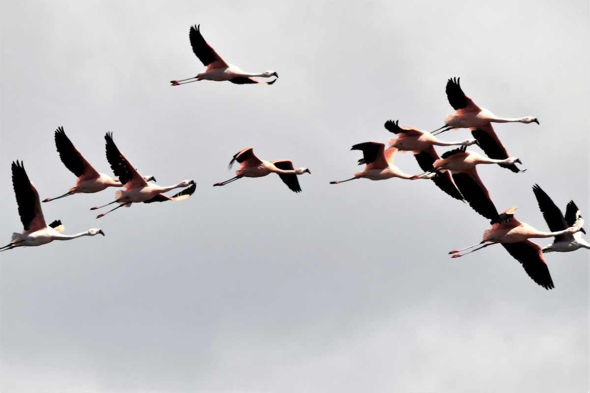 Chilean Flamingo - ML655039313