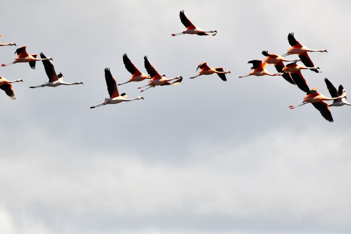 Chilean Flamingo - ML655039314