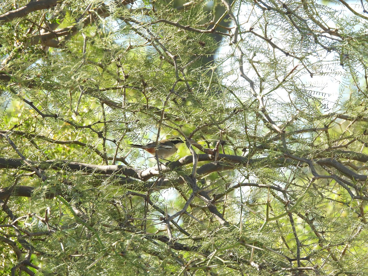 Ringed Warbling Finch - ML655039721
