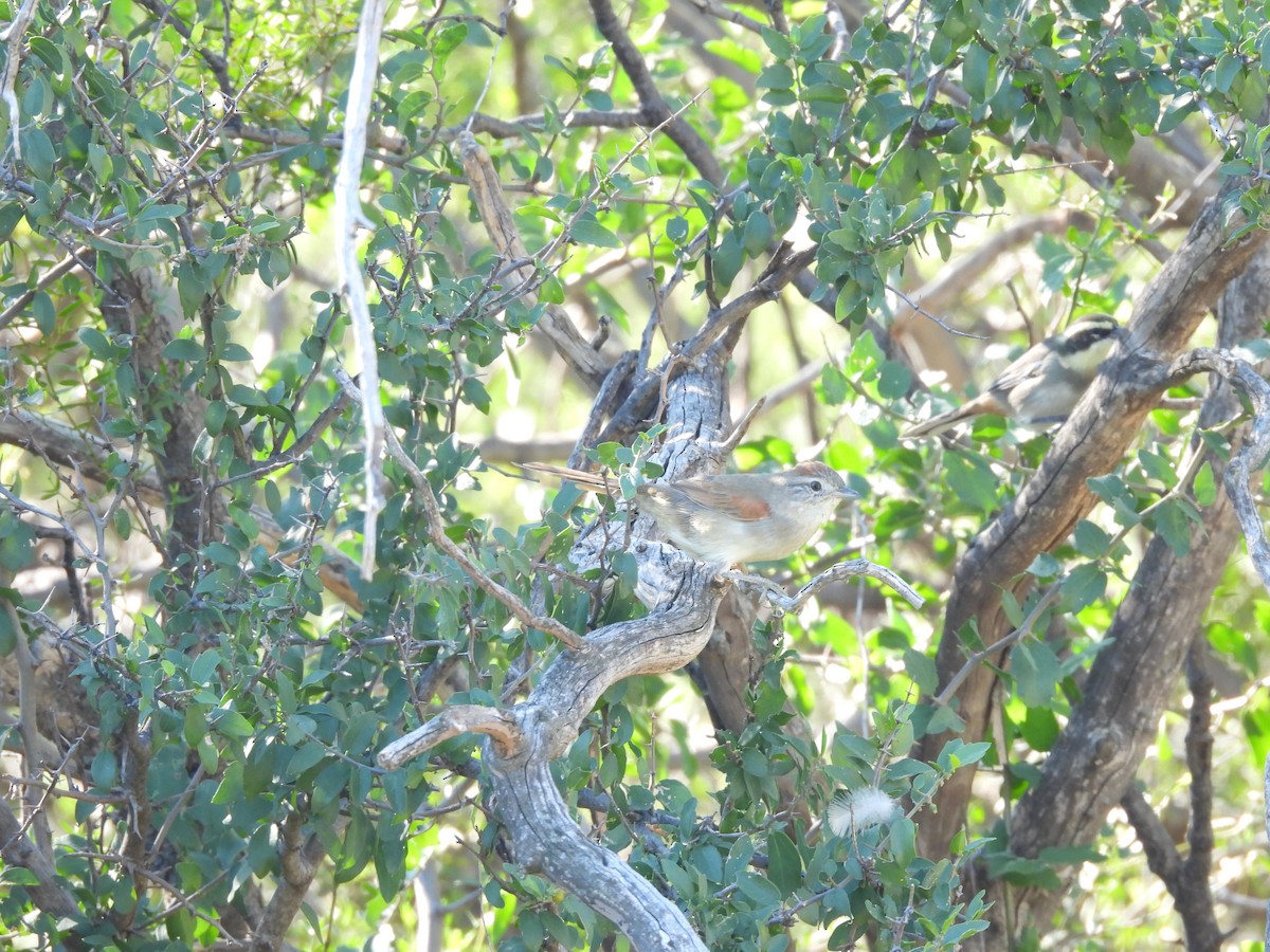 Pale-breasted Spinetail - ML655039766