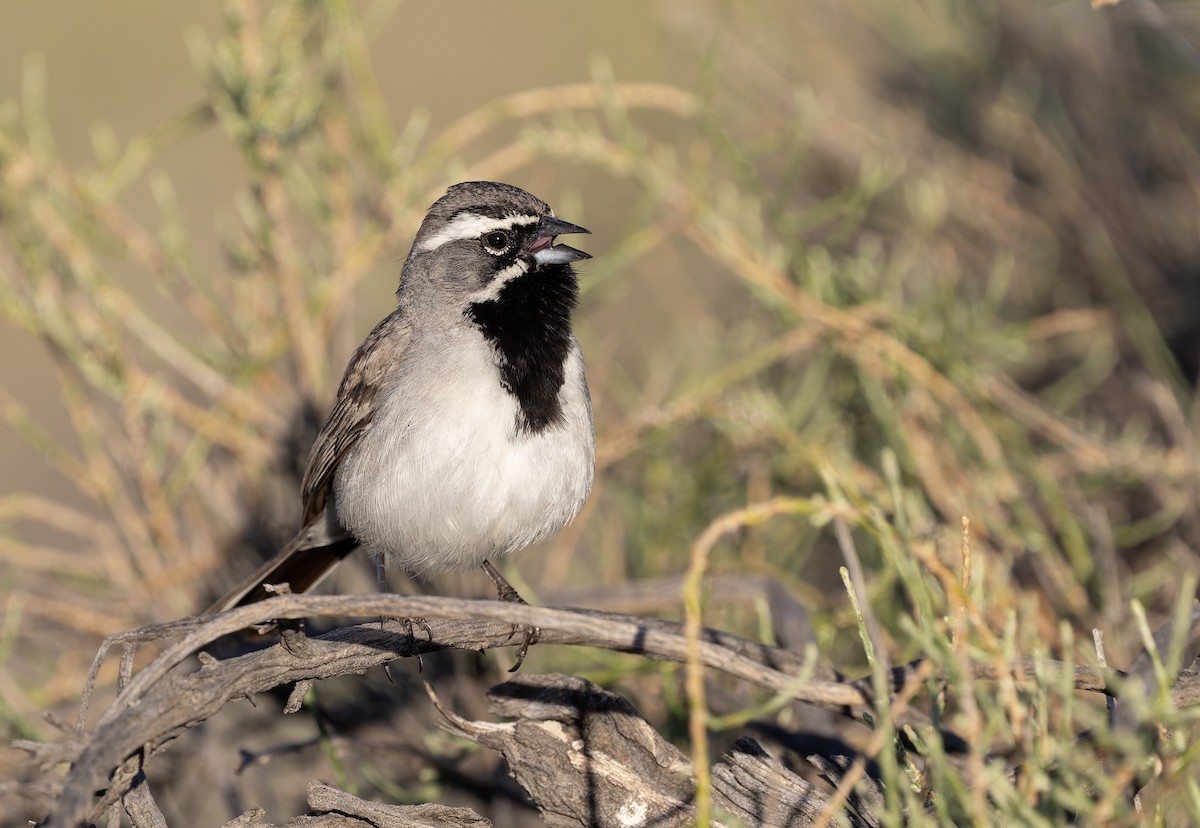 svartstrupespurv - ML655039796